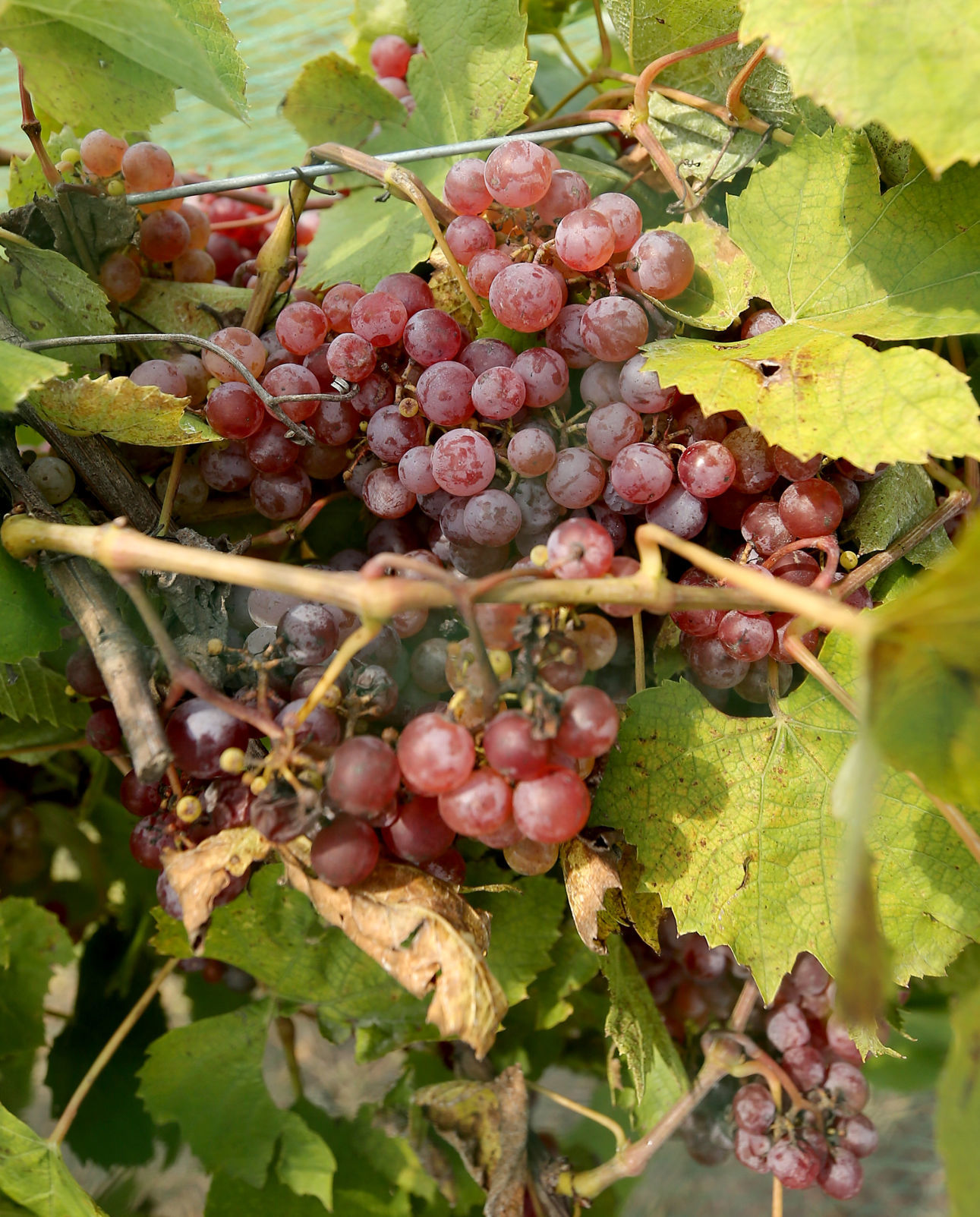 082218-big-story-winery-003